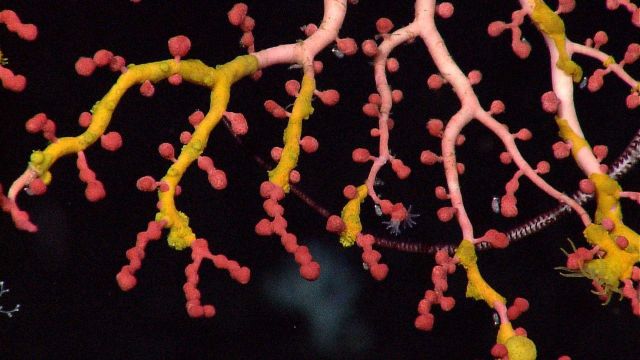Paragorgia coral possibly being attacked by yellow parasitic life form Picture