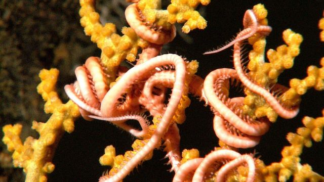Closeup of a Paramuricid coral with a brittle star. Picture
