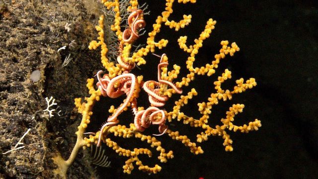 Paramuricid coral with a brittle star. Picture