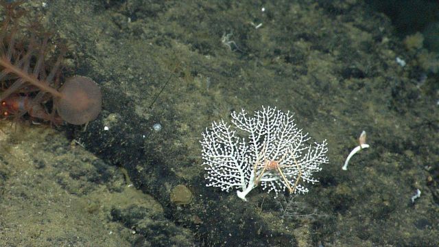 Small white stony coral with squat lobster Picture