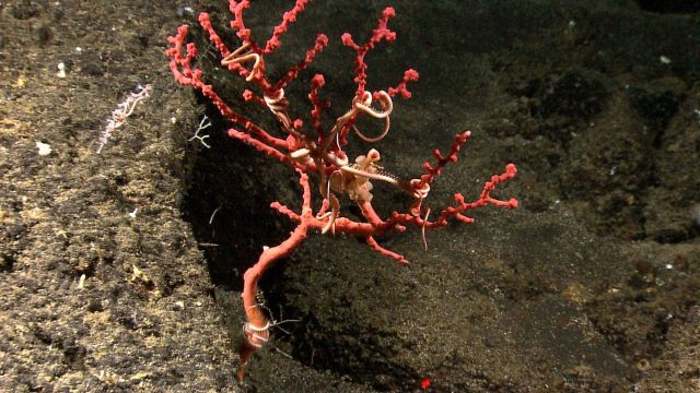 Small Paragorgia coral with brittle star Picture