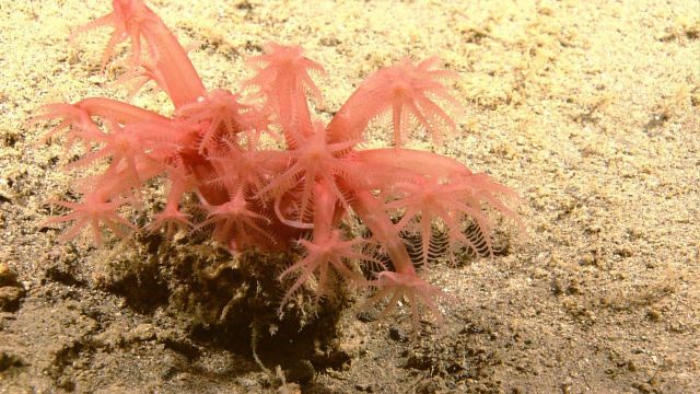 Mushroom coral - Anthomastus sp. Picture
