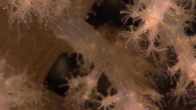 Extended polyps of an alcyonacean octocoral - possibly Siphonogorgia alexanderei. Picture