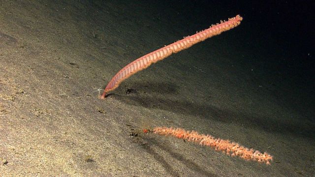 Two octocorals Picture