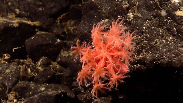 Mushroom coral - Anthomastus sp.- with polyps fully extended. Picture