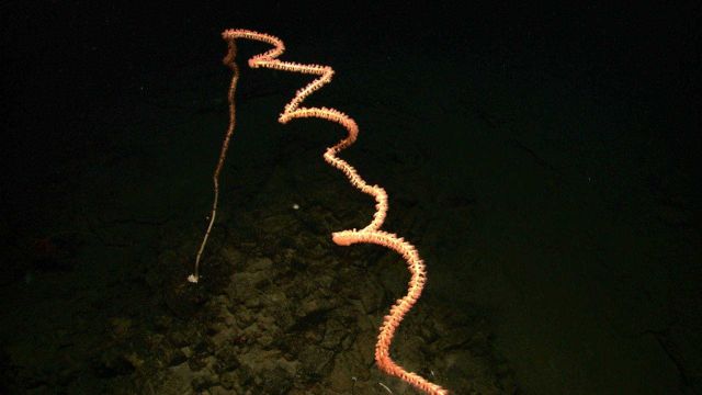 Bamboo whip coral as seen by black banding on stalk and extended polyps. Picture