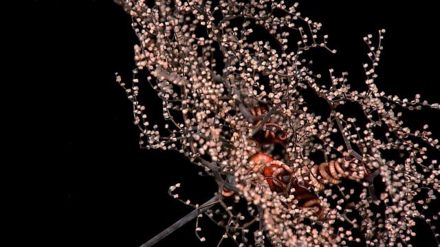 Delicate poodle coral or parasol coral, the gorgonian coral Metallogorgia sp Picture