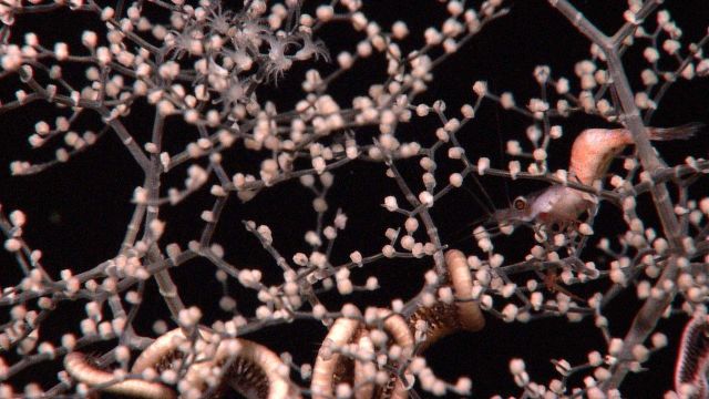 Delicate poodle coral or parasol coral, the gorgonian coral Metallogorgia sp Picture