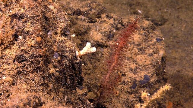 Odd sessile fauna on rock outcrop. Picture