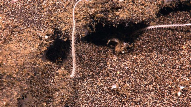 Possibly arms of a large brittle star. Picture