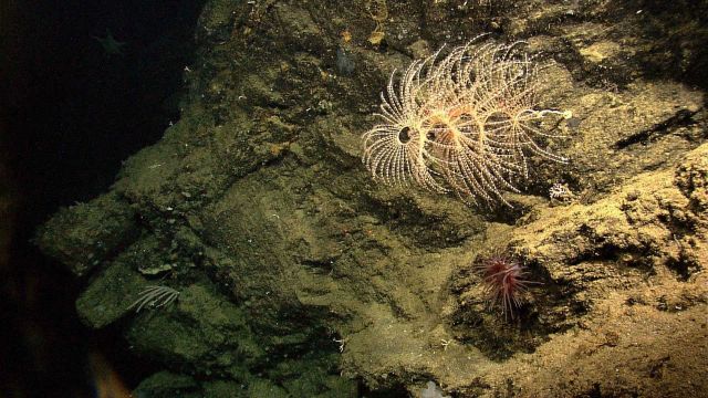 Gorgonian spiraling coral Iridogorgia magnispiralis Picture