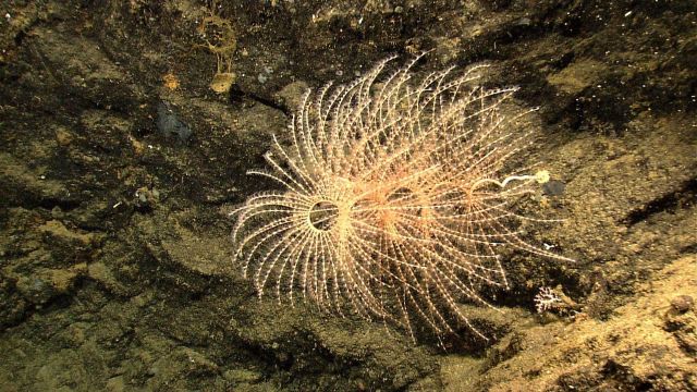 Gorgonian spiraling coral Iridogorgia magnispiralis Picture