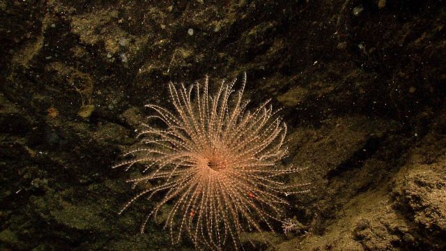 Gorgonian spiraling coral Iridogorgia magnispiralis Picture