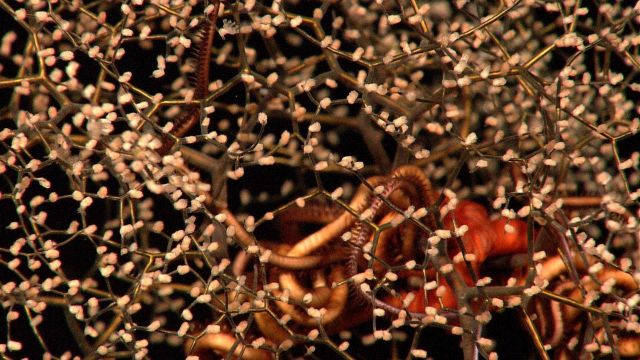 Delicate poodle coral or parasol coral, the gorgonian coral Metallogorgia sp Picture