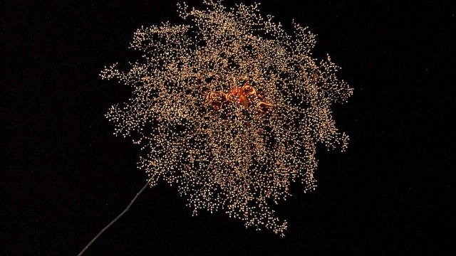 Delicate poodle coral or parasol coral, the gorgonian coral Metallogorgia sp. Picture