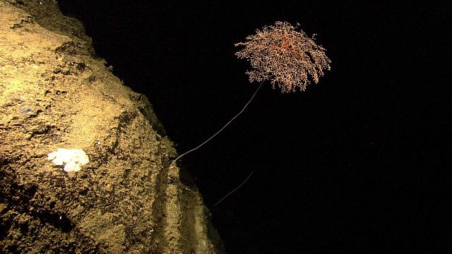 Delicate poodle coral or parasol coral, the gorgonian coral Metallogorgia sp. Picture