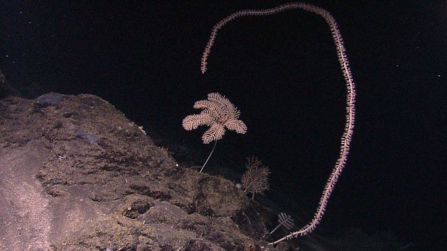 Whip coral - antipatharian coral Cirrhipathes sp Picture