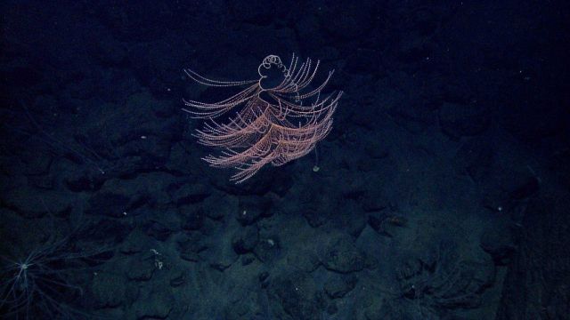 Iridogorgia sp Picture