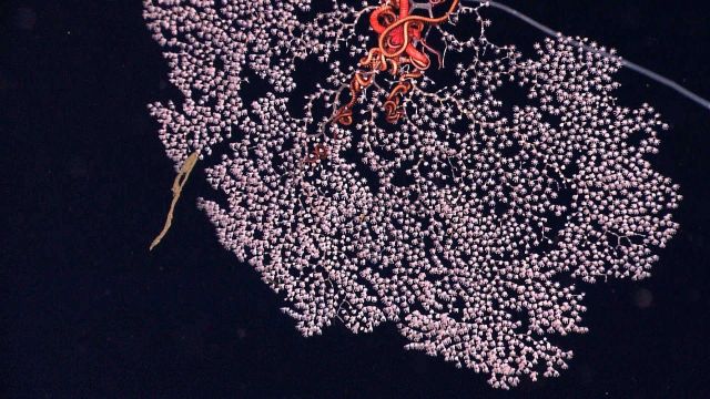Delicate poodle coral or parasol coral, the gorgonian coral Metallogorgia sp Picture