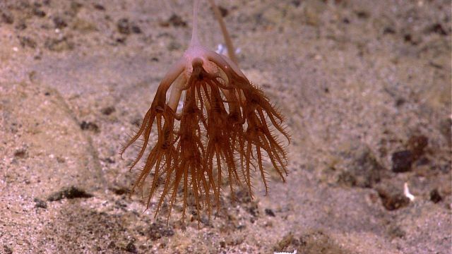 A droopy sea pen octocoral bent over in the current. Picture