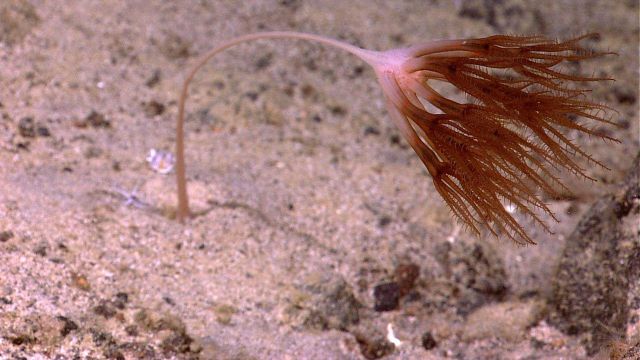 A droopy sea pen octocoral bent over in the current. Picture