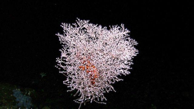 Delicate poodle coral or parasol coral, the gorgonian coral Metallogorgia sp. Picture