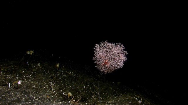 Delicate poodle coral or parasol coral, the gorgonian coral Metallogorgia sp. Picture