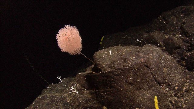 Gorgonian coral Chrysogorgia sp. Picture