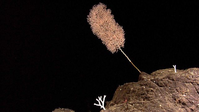 Gorgonian coral Chrysogorgia sp. Picture