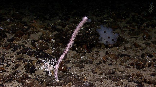 A small white stony coral with brittle stars, an octocoral whip coral, and a glass sponge. Picture