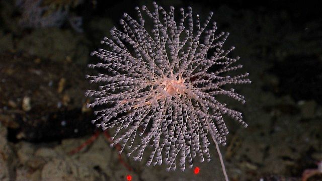 Delicate poodle coral or parasol coral, the gorgonian coral Metallogorgia sp. Picture