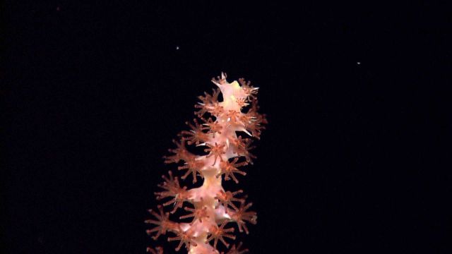 Tip of a sea pen octocoral Picture