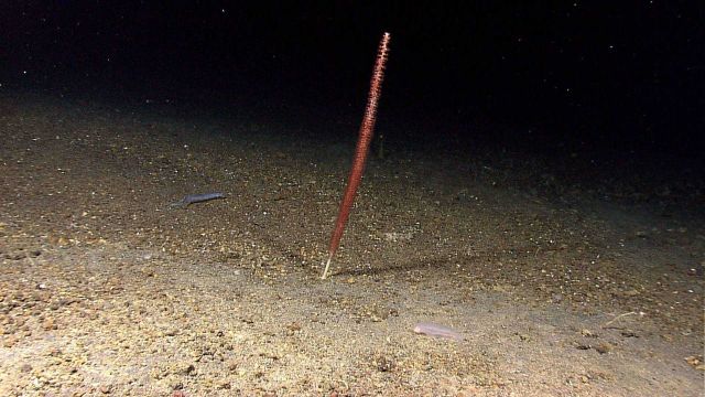 A sea pen octocoral with an eel-like fish and a translucent holothurian. Picture