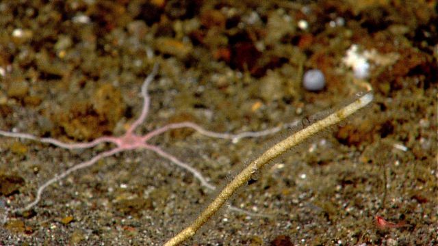 Unidentified coral? with a large pink brittle star in the background. Picture