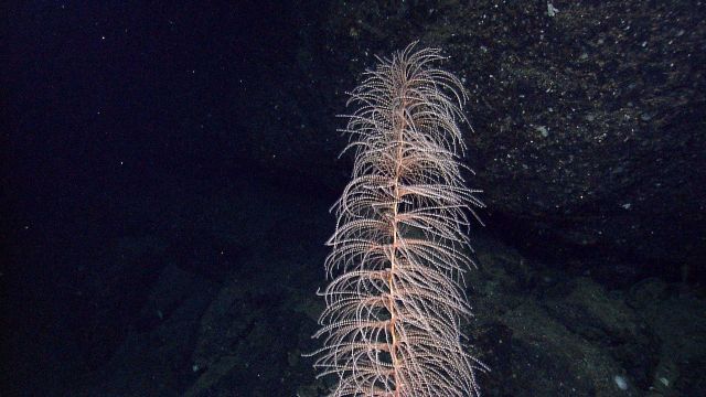 Huge gorgonian spiraling coral Iridogorgia magnispiralis Picture