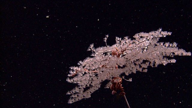Delicate poodle coral or parasol coral, the gorgonian coral Metallogorgia sp. Picture