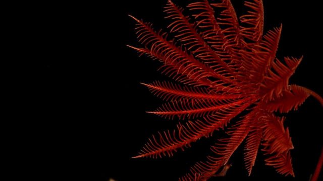 A red stalked sea lily crinoid Picture