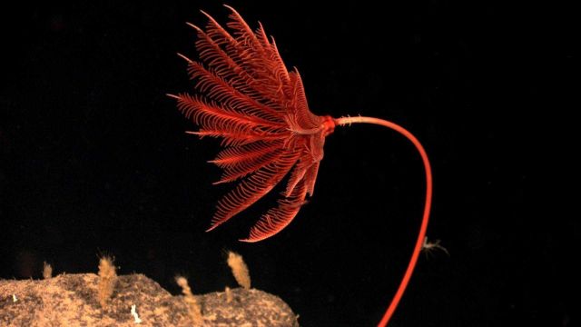 A red stalked sea lily crinoid Picture