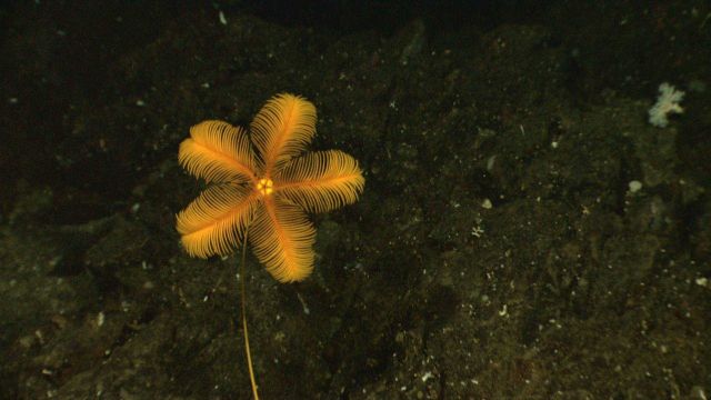 A yellow stalked sea lily crinoid with the minimum five arms Picture