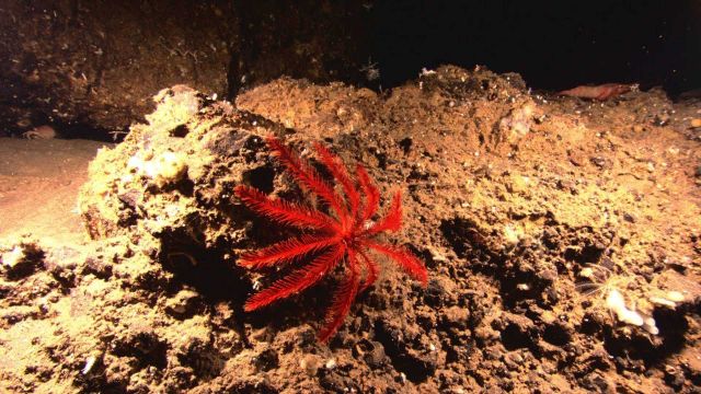 A red feather star crinoid and a large shrimp and a small white feather star crinoid to the right Picture