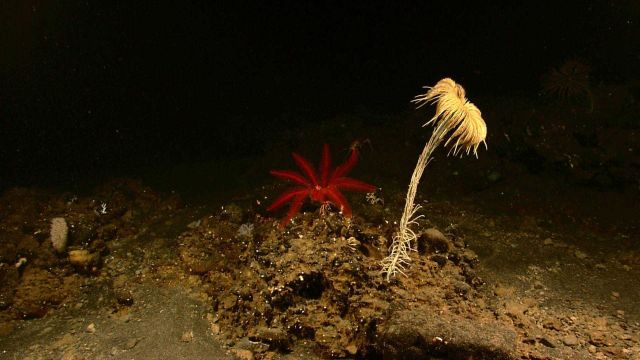 A large yellow-white feather star crinoid and a red feather star crinoid in the center Picture