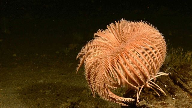 A large cream-colored feather star crinoid Picture
