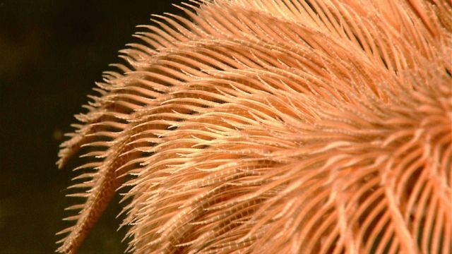 Close-up of the arms of a feather star Picture