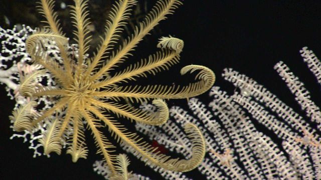 A beautiful yellow feather star crinoid on a white stony coral Picture