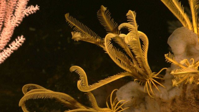 Seemingly a family of yellow feather star crinoids Picture