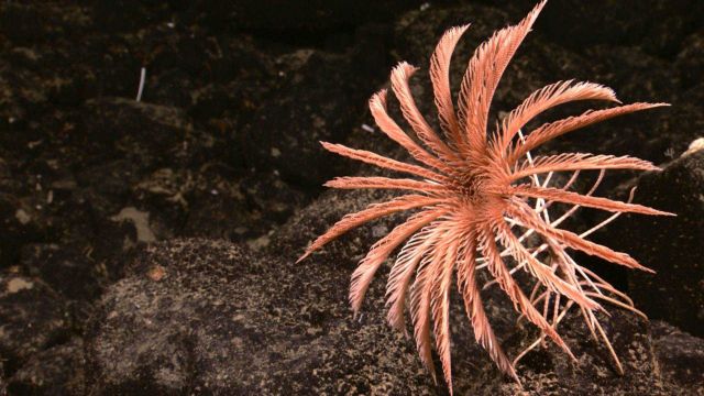 A brownish-pink feather star crinoid in a volcanic boulder field Picture