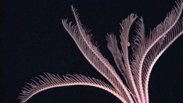 Top of a pinkish brown crinoid with distinct v-pattern of white lines on the arms. Picture