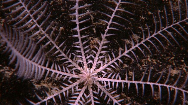 Closeup of mouth and anal area of feather star crinoid seen in expl5423. Picture