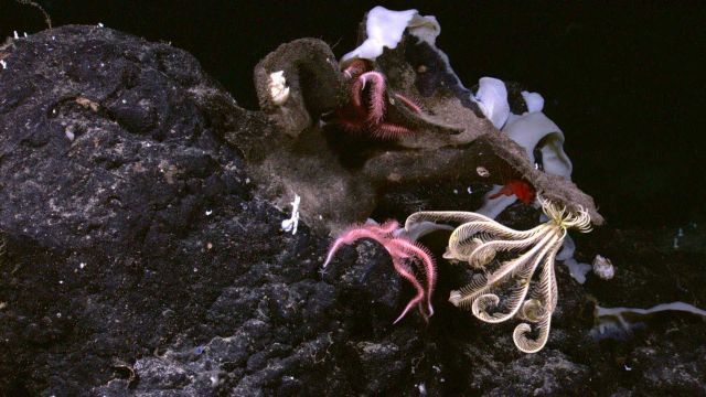 Base of a white sponge, pink brittle stars, a bright red shrimp, and a yellow- white feather star crinoid on a rock bottom. Picture