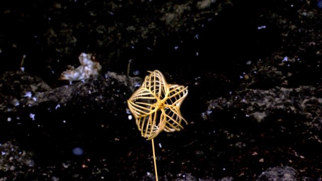 With legs folded back, this five legged stalked sea lily crinoid assumes the shape of a star-like pinwheel. Picture